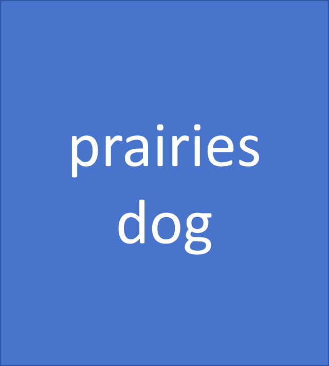 prairies dog