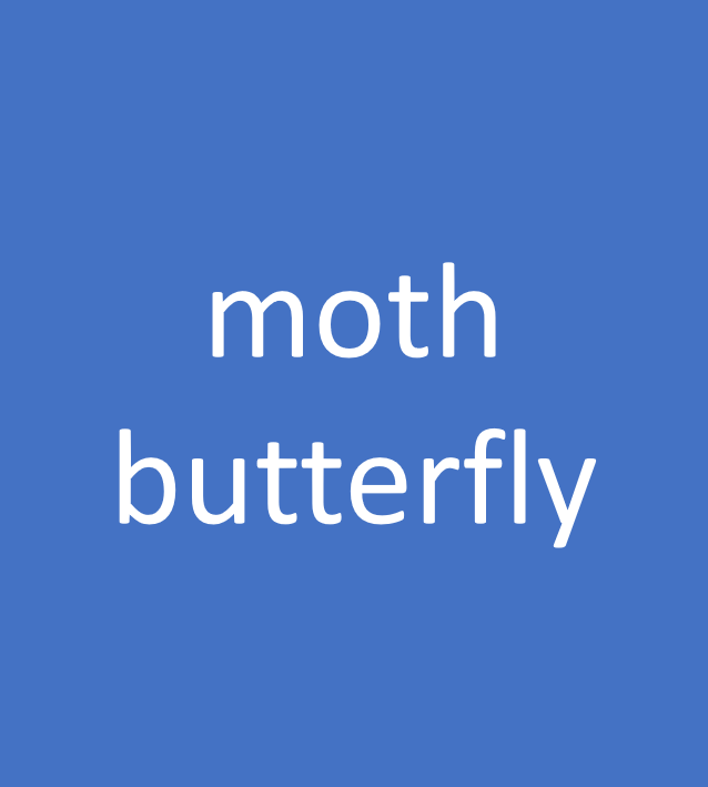 moth