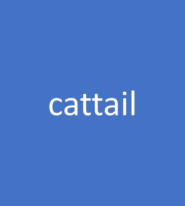 cattail