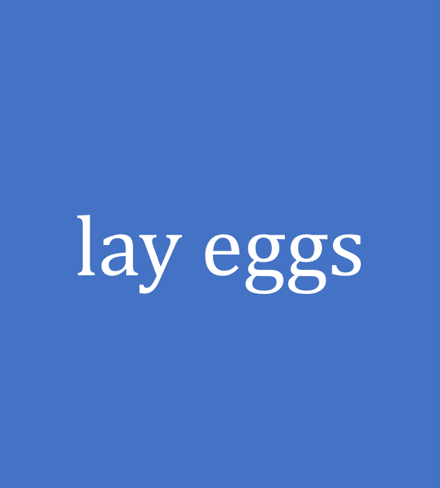 lay eggs