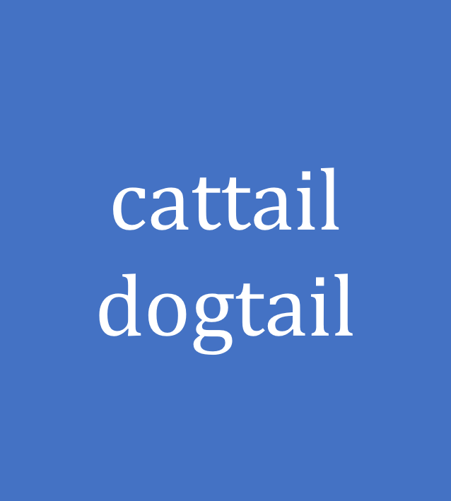 cattail