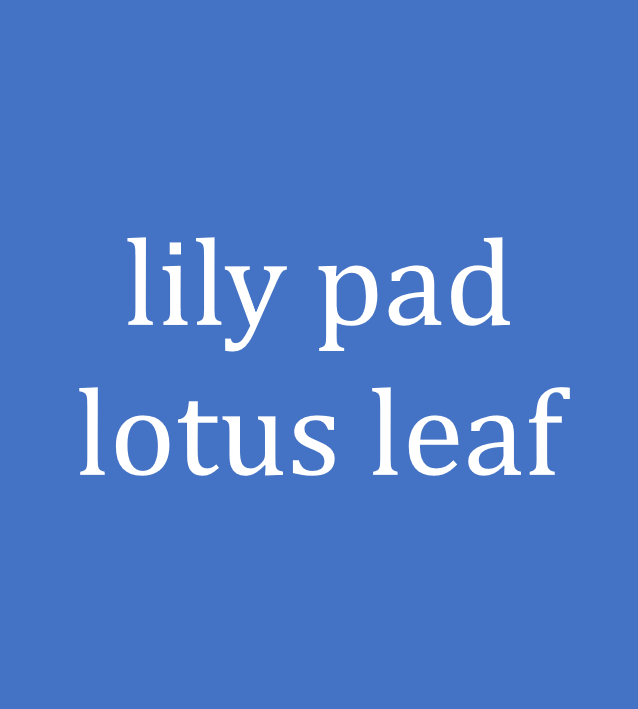 lily pad