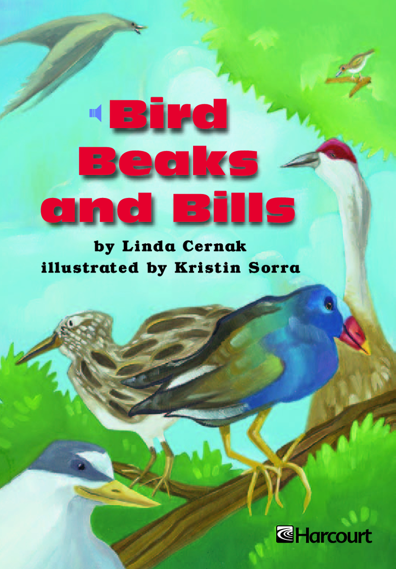 Bird Beaks and Bills