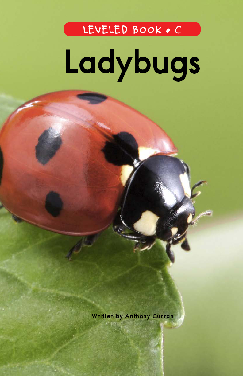 Ladybugs