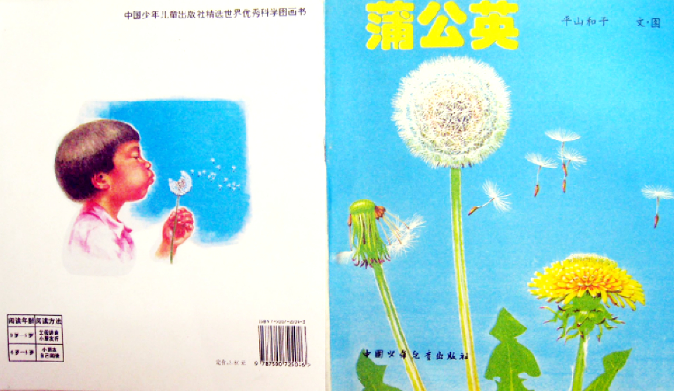 蒲公英