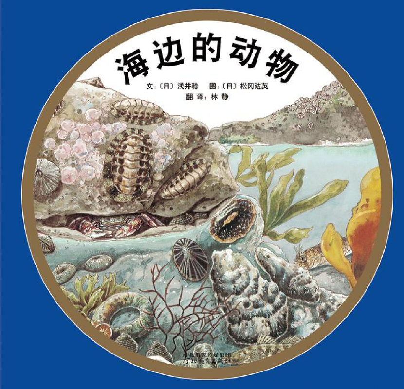 海边的动物