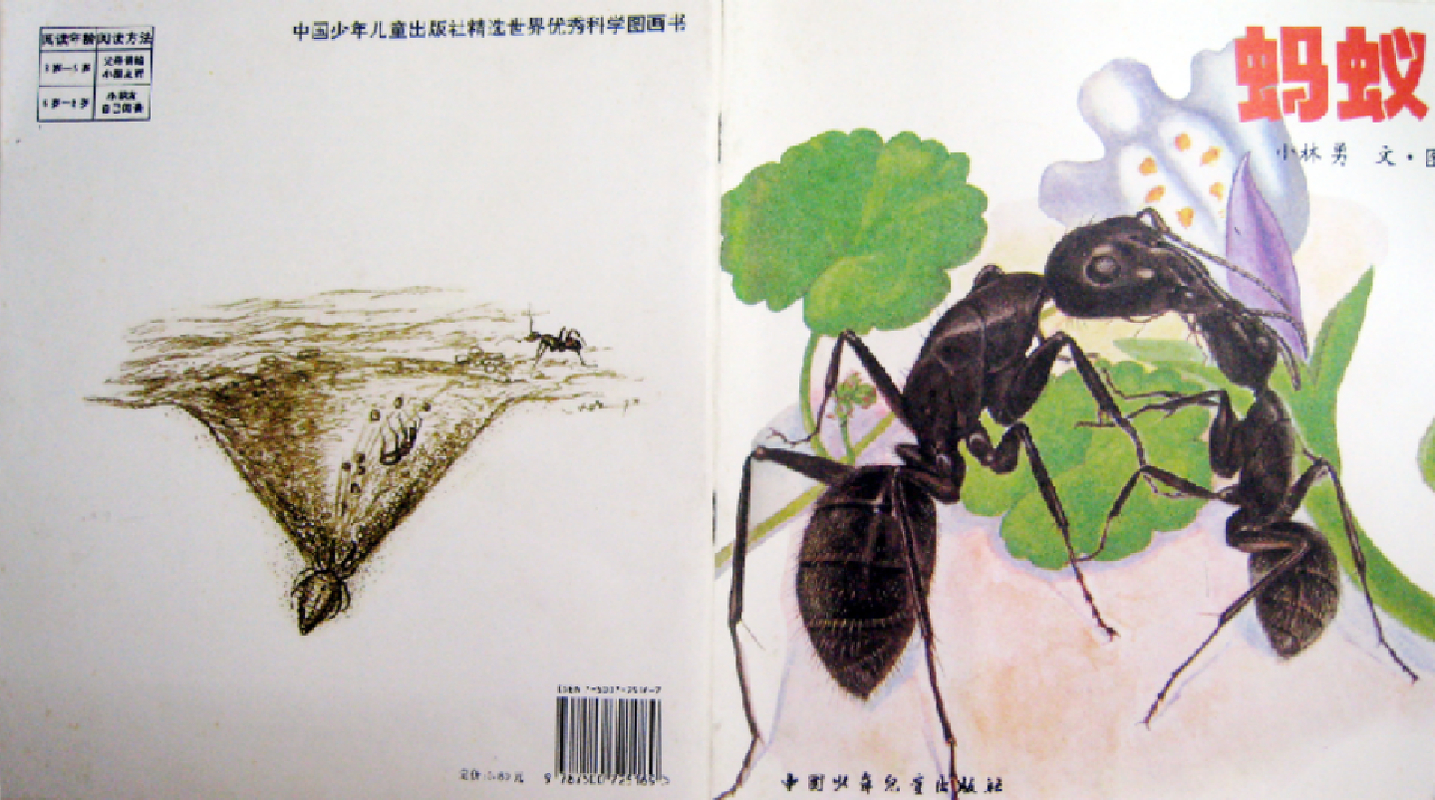 蚂蚁
