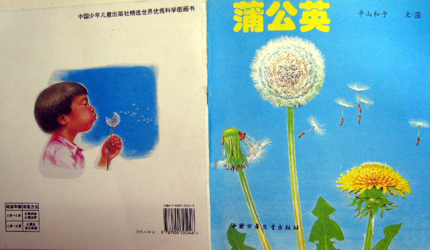 蒲公英