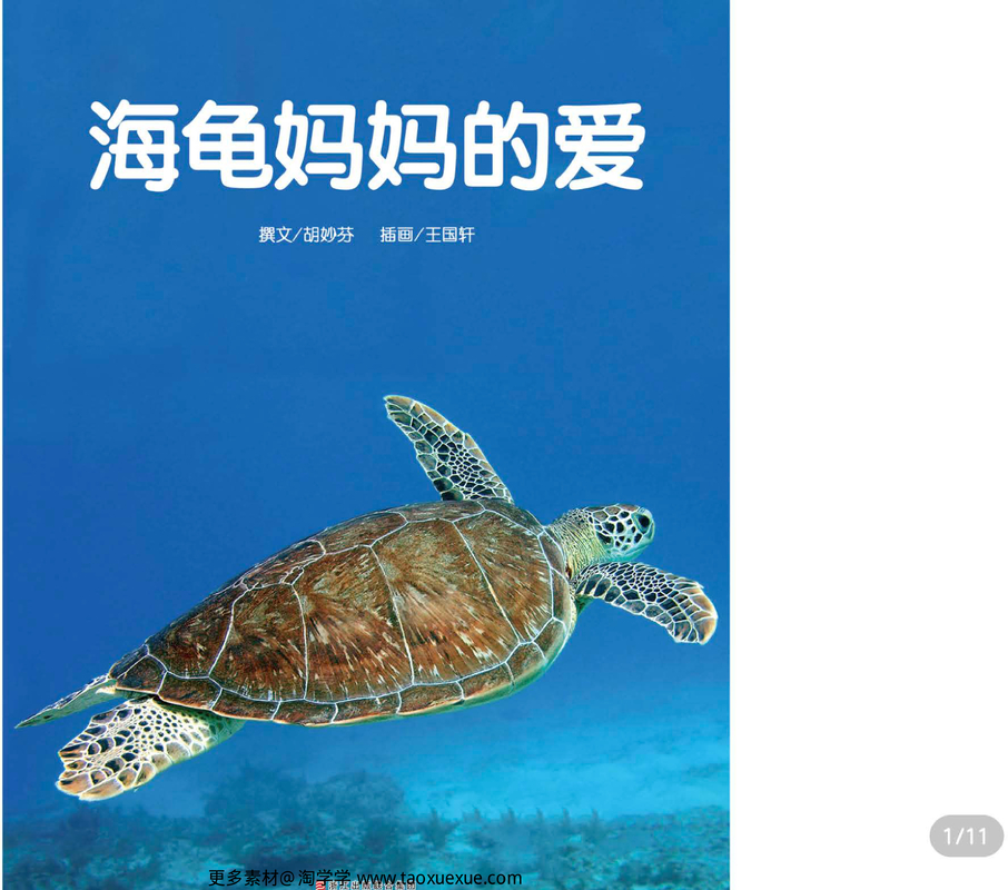 海龟妈妈的爱
