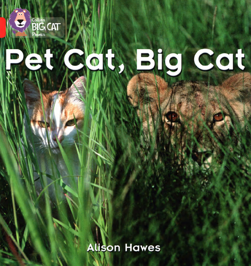 Pet Cat，Big Cat