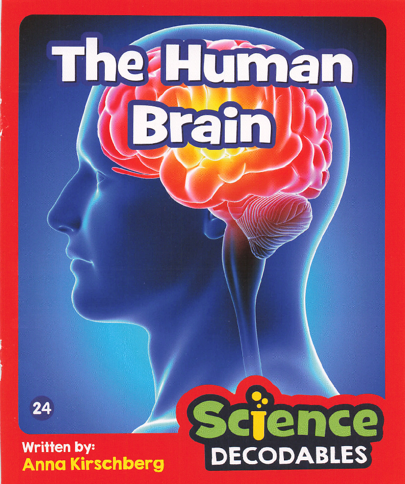 The Human Brain