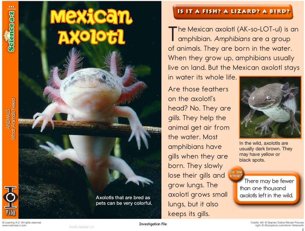 1.1.6-high-K-2-IFiles-[animals]Mexican Axolotl