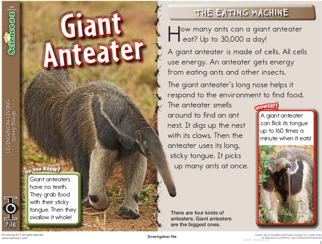 1.2.3-mid-K-2-IFiles-[livingnonliving]-Giant Anteater