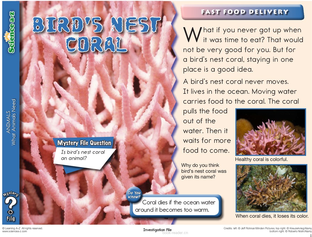 1.1.7-Mystery File-K-2-IFiles-[animals]Bird’s Nest Coral