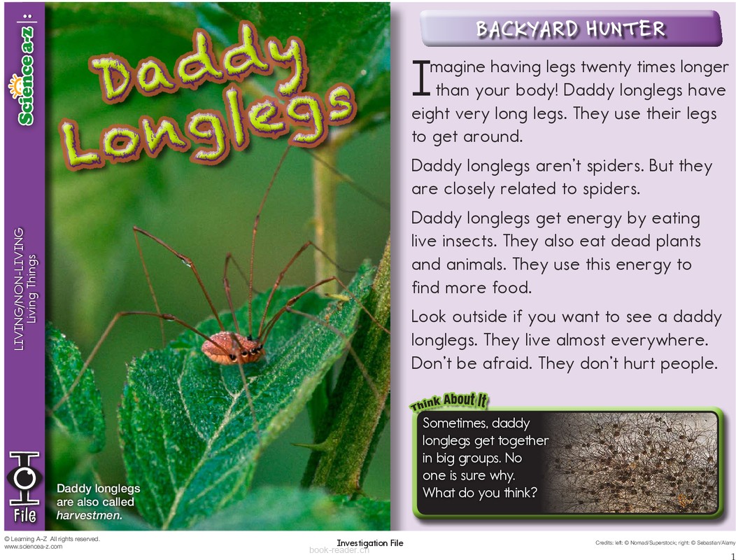 1.2.2-mid-K-2-IFiles-[livingnonliving]-Daddy Longlegs