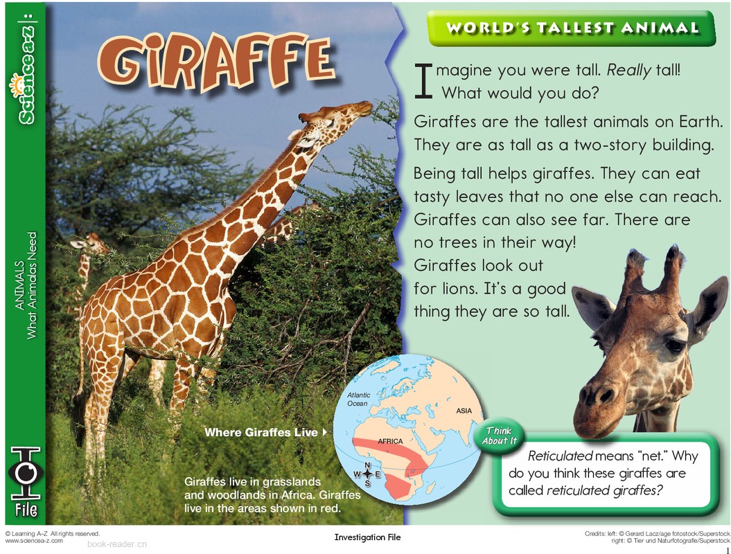 1.1.3-mid-K-2-IFiles-[animals]Giraffes