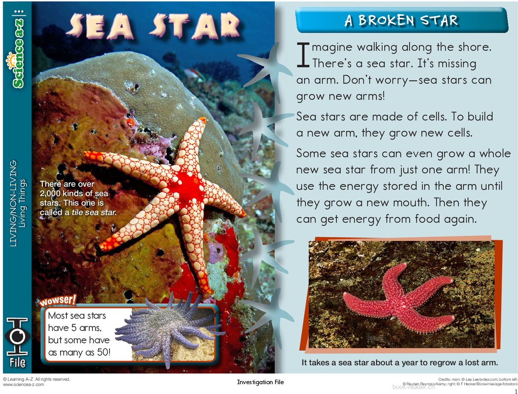 1.2.4-high-K-2-IFiles-[livingnonliving]-Sea Star