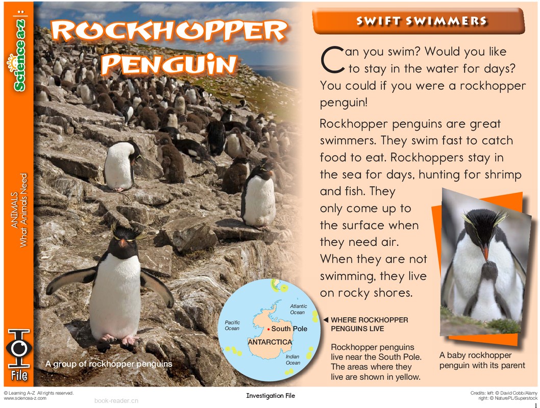 1.1.4-mid- K-2-IFiles-[animals]-Rockhopper Penguin