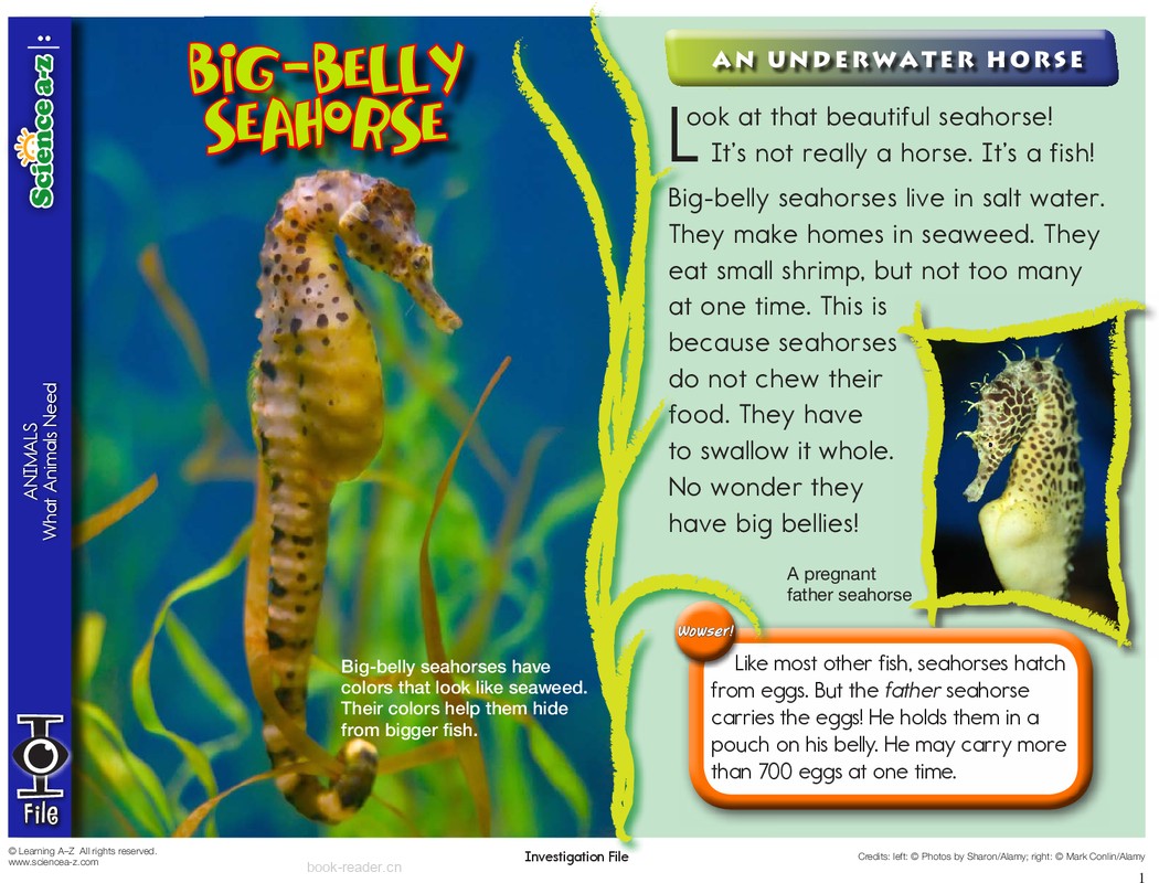 1.1.2-mid-K-2-IFiles-[animals]Big-belly Seahorse