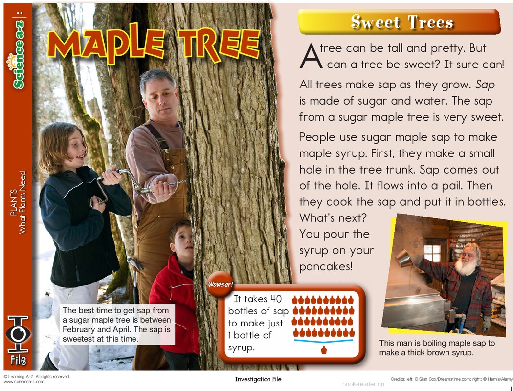 1.3.3-mid-K-2-IFiles-[plants]-Maple Tree