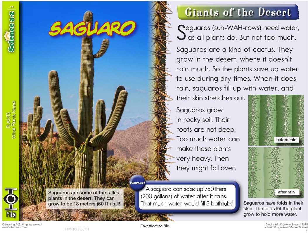1.3.4-mid-K-2-IFiles-[plants]-Saguaros