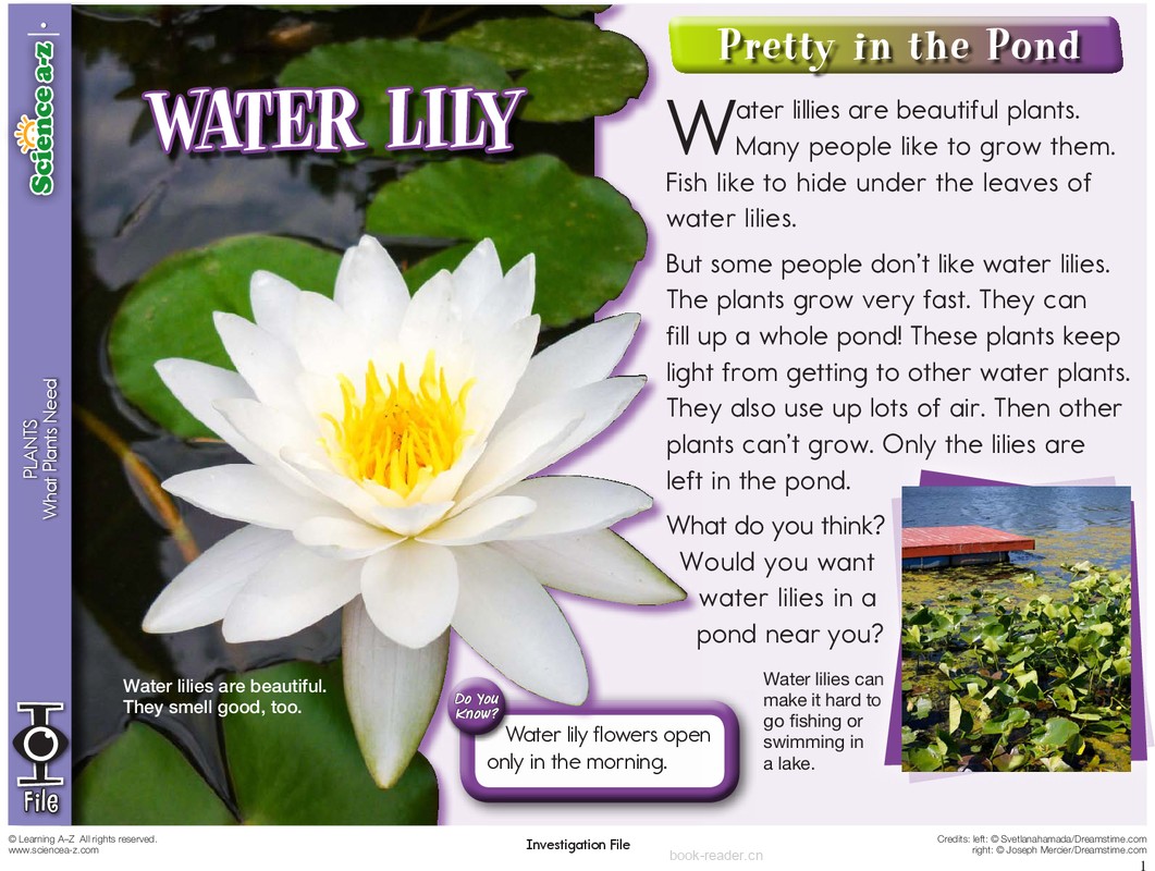 1.3.1-low-K-2-IFiles-[plants]-Water lilly