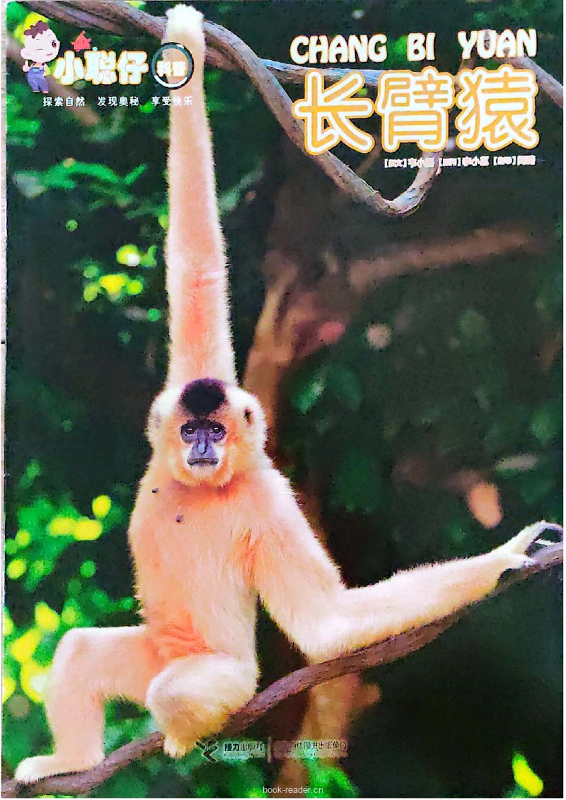 长臂猿