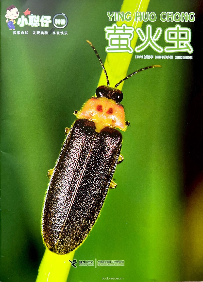 萤火虫