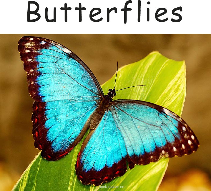 Butterflies