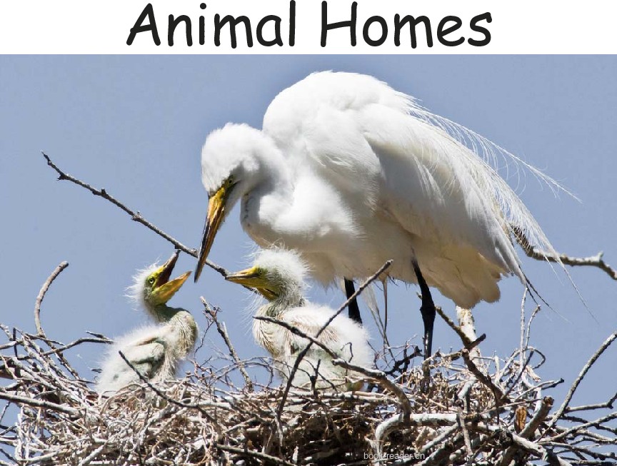 Animal Homes – Early Readers