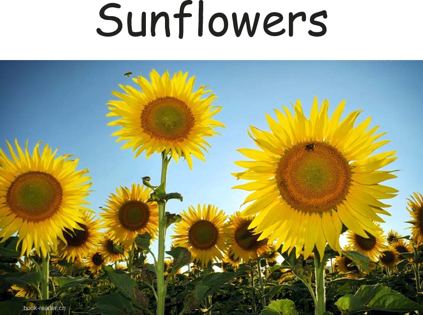 Sunflowers