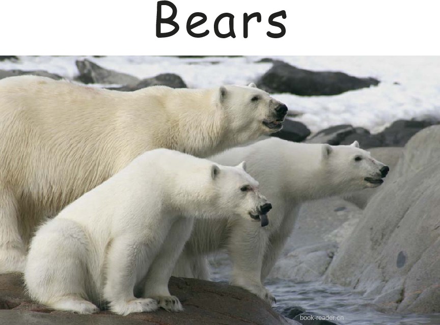 Bears Early Grades