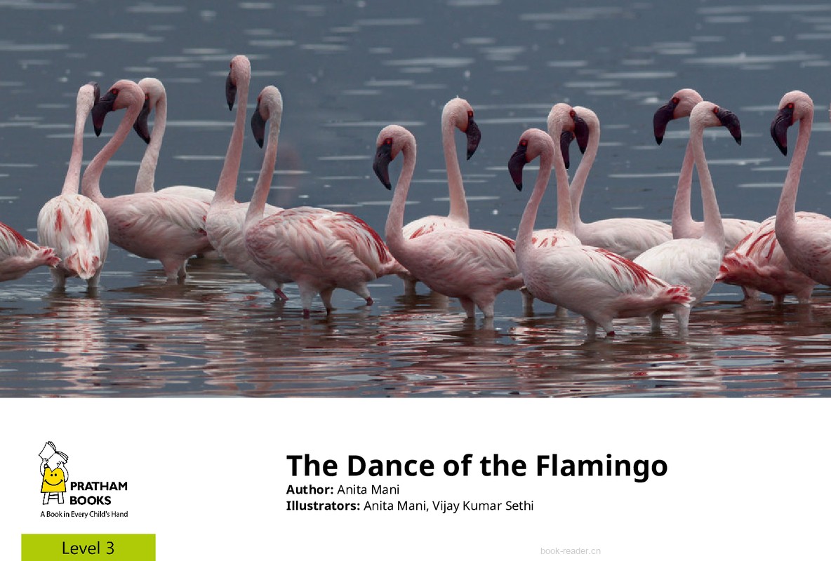Dance of the Flamingos