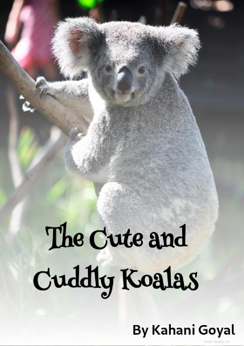 The Cute and Cuddly Koalas