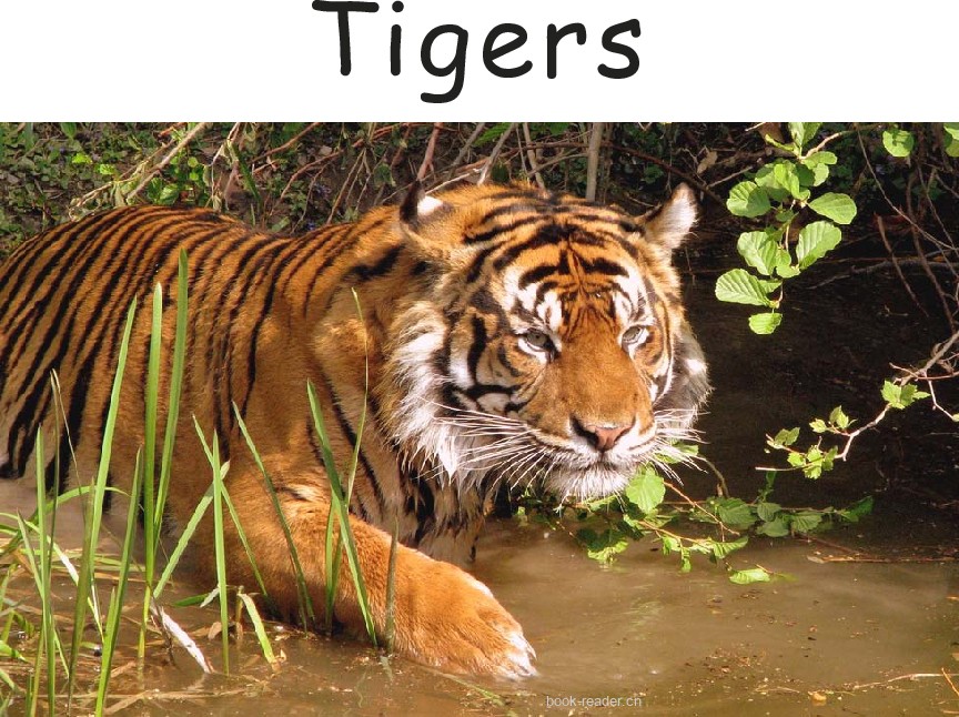 Tigers – levelled reader