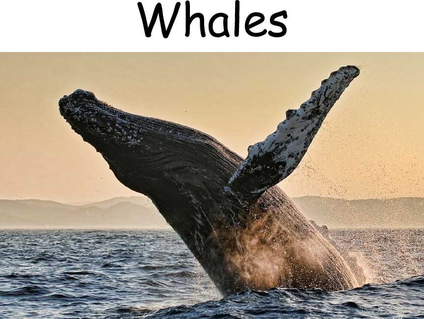 Whales