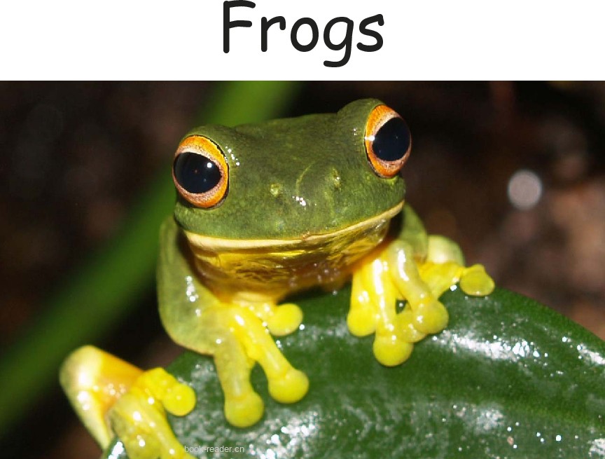 Frogs