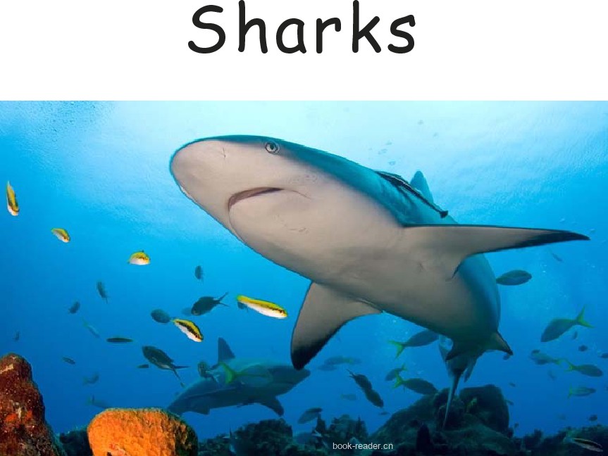 Sharks