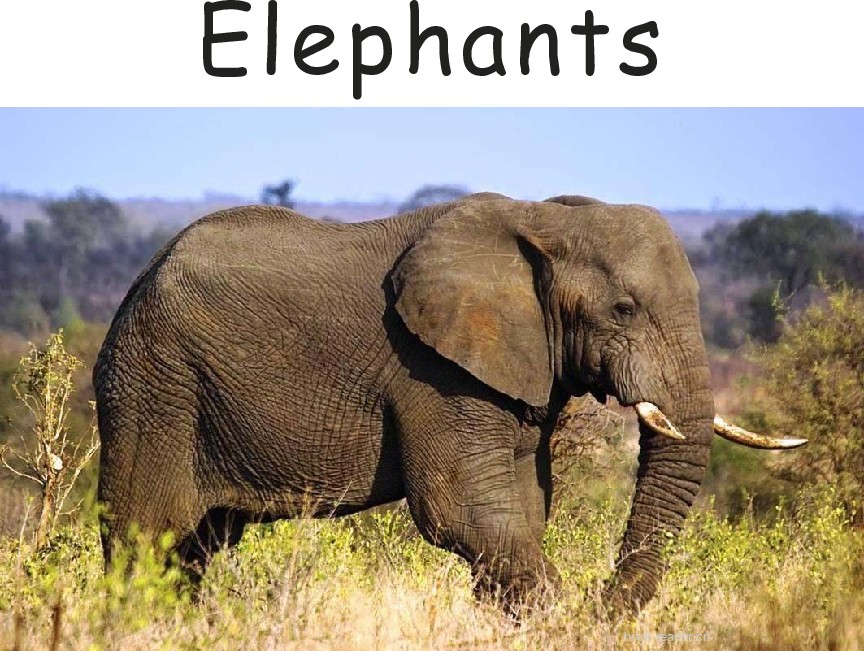 Elephants for Early Grades