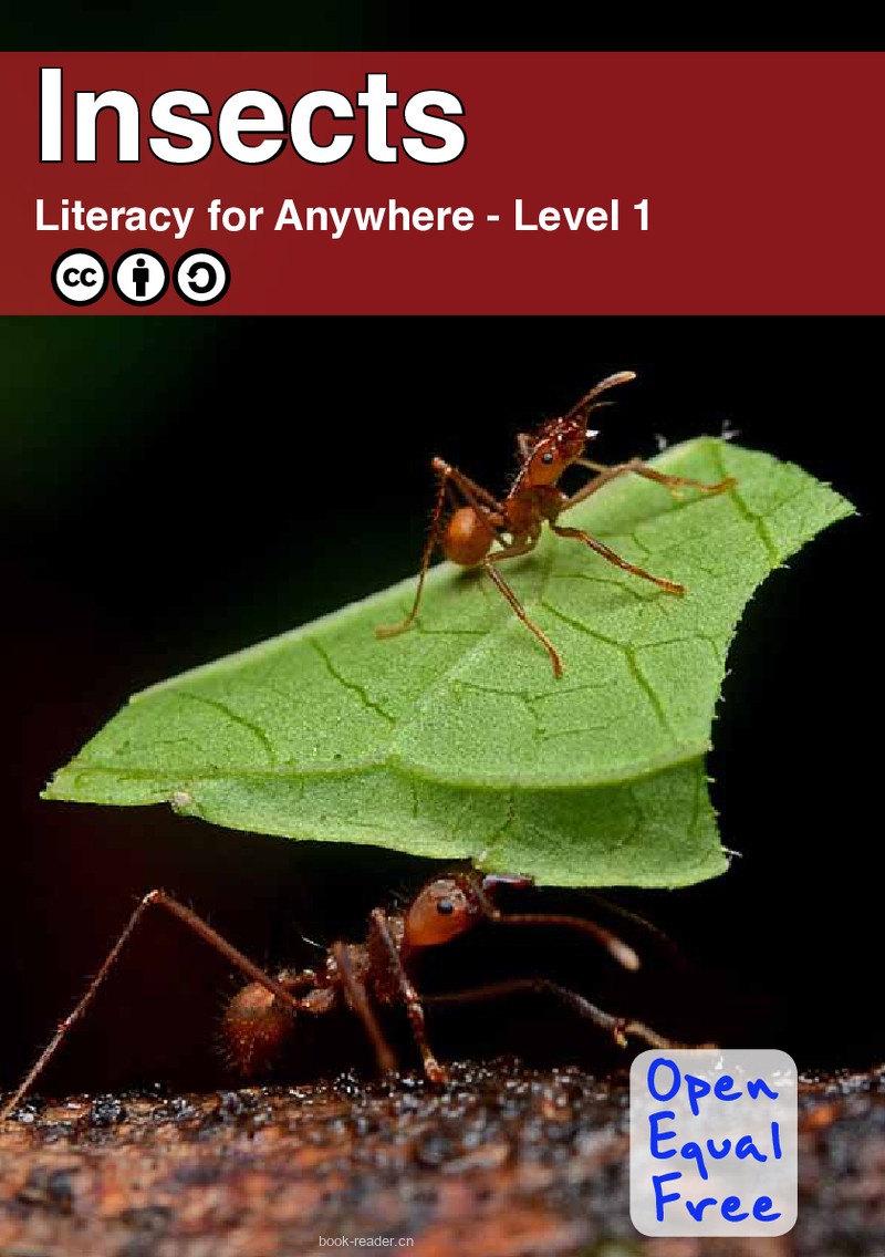 Insects – School Science and Nature Projects