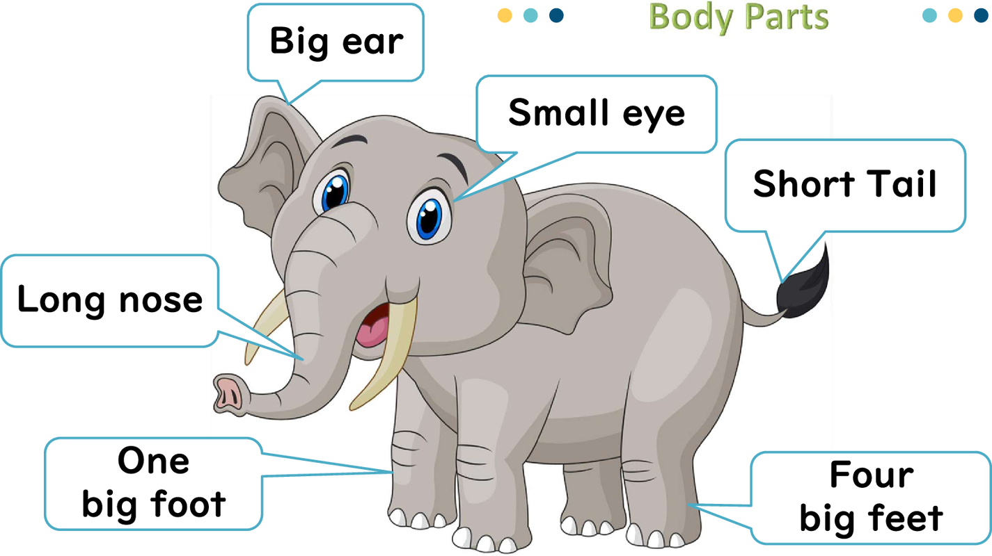 body parts of elephant-lesson 4 unit 8