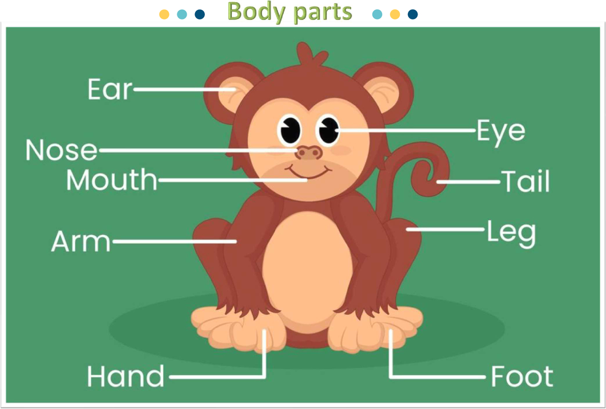 Body parts of a monkey