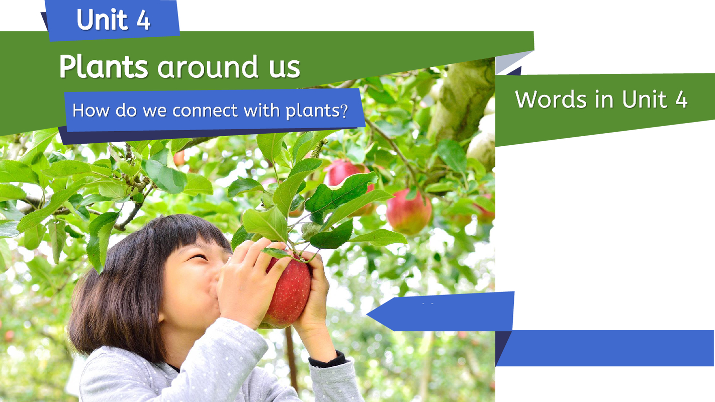 Unit 4 Plants around us - words