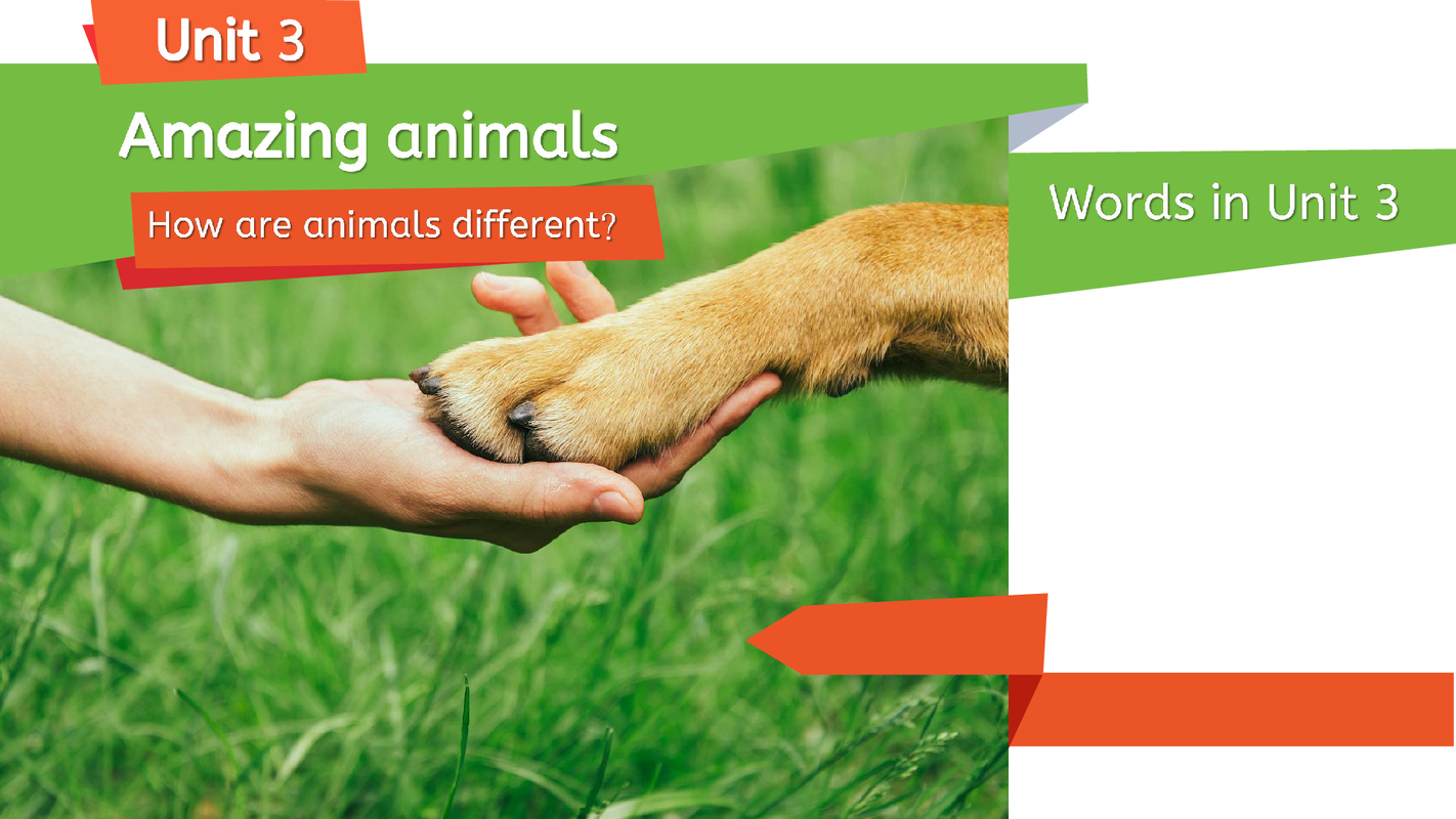 Unit 3 Amazing animals - words