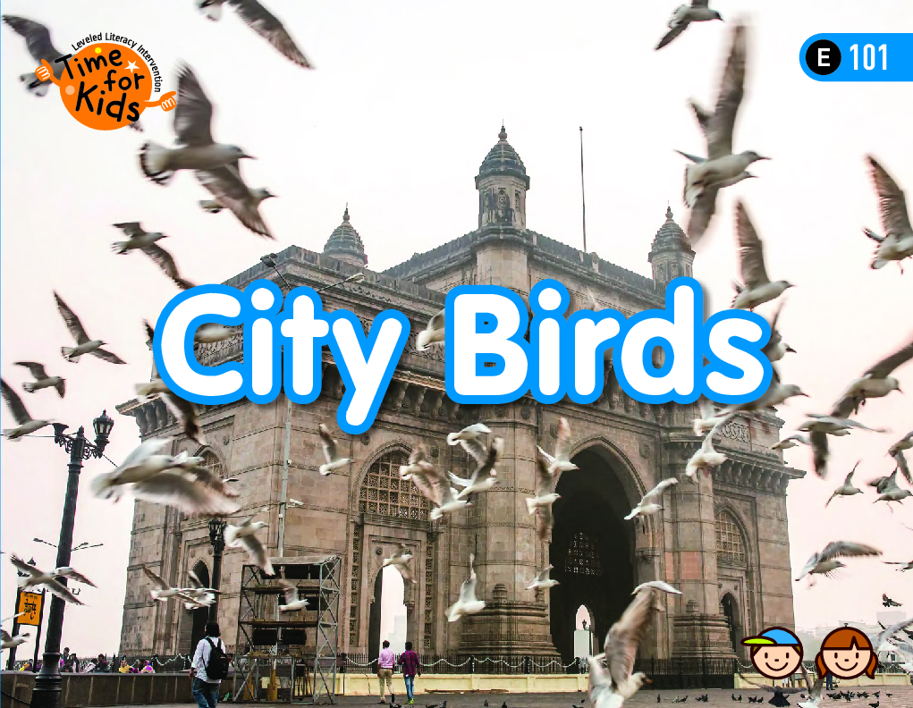 City Birds