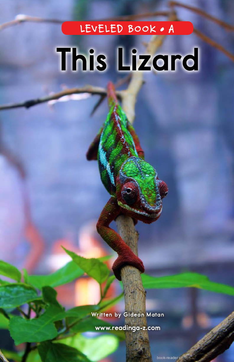 99_This Lizard