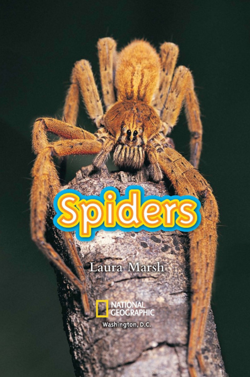 Spiders