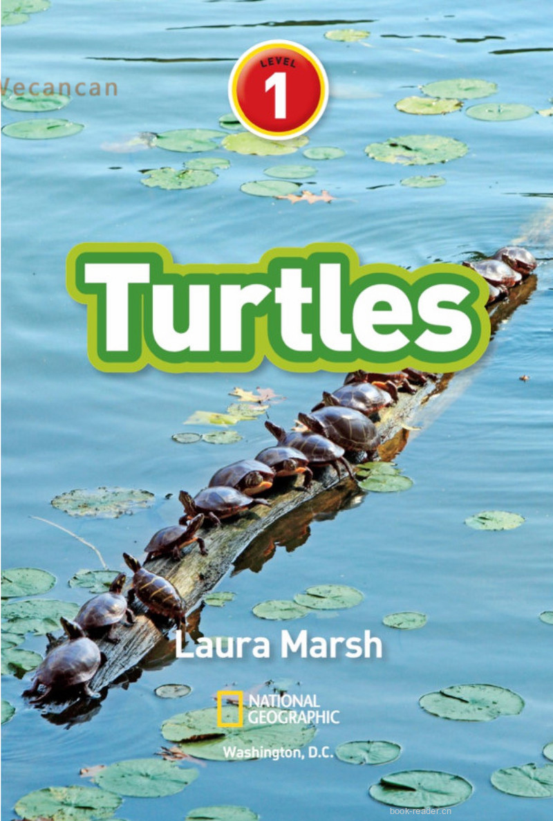 Turtles