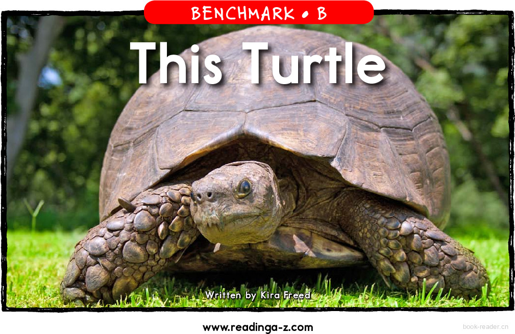 This Turtle	