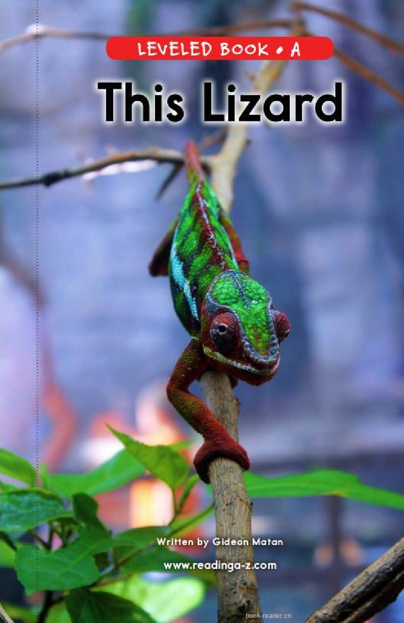 This Lizard